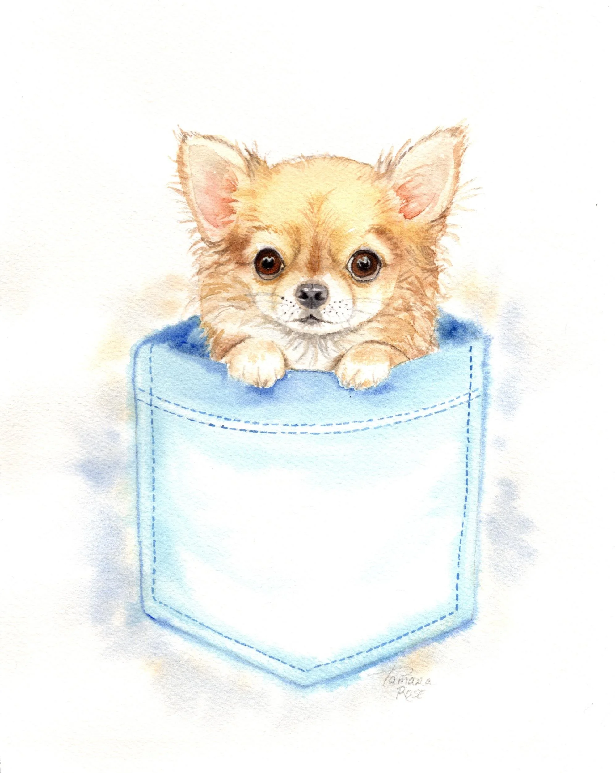 Watercolor of a Chihuahua puppy tucked into a small pocket