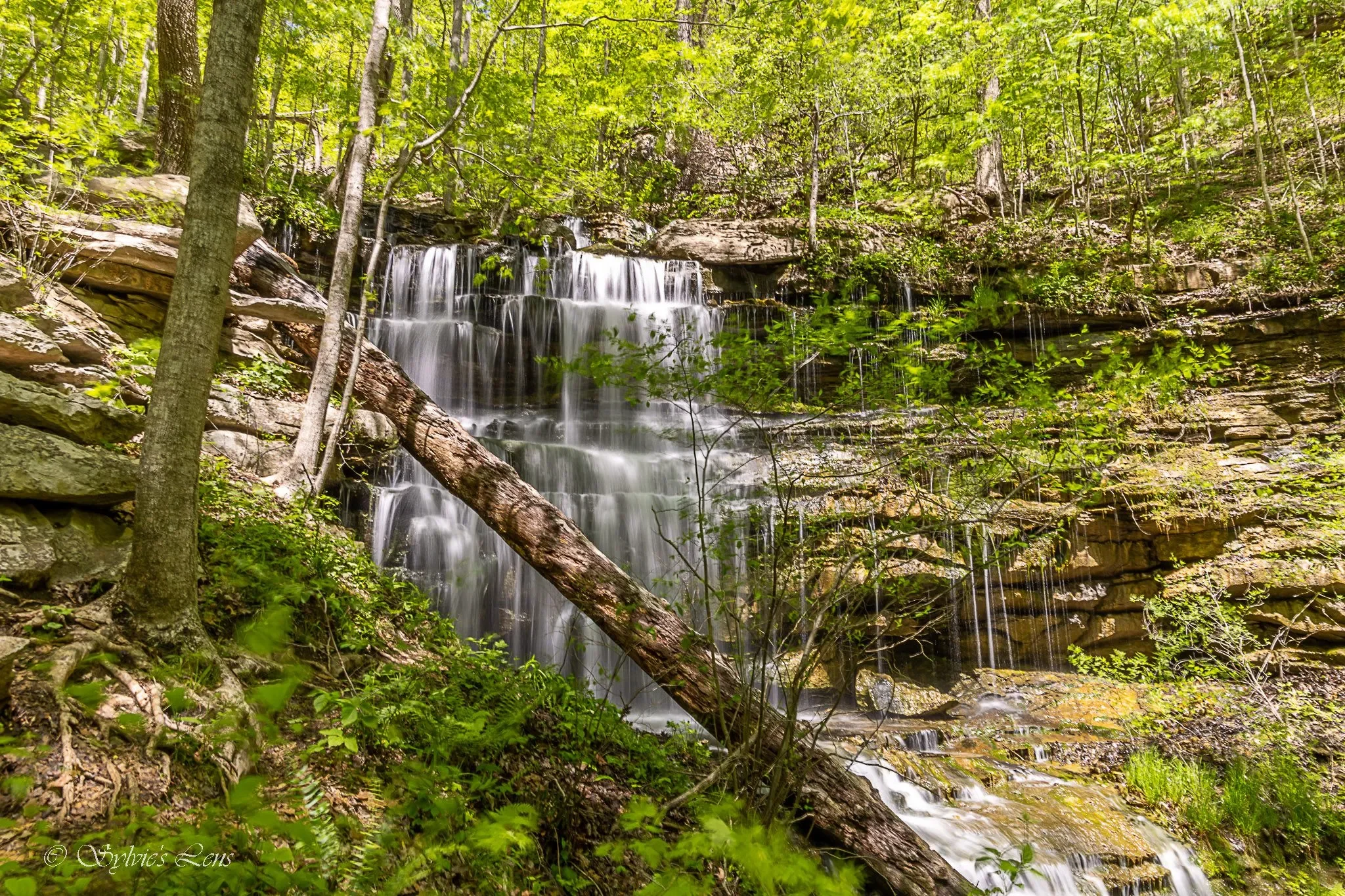 A forest scene with a small waterfall flowing over rocks surrounded by green trees and plants.