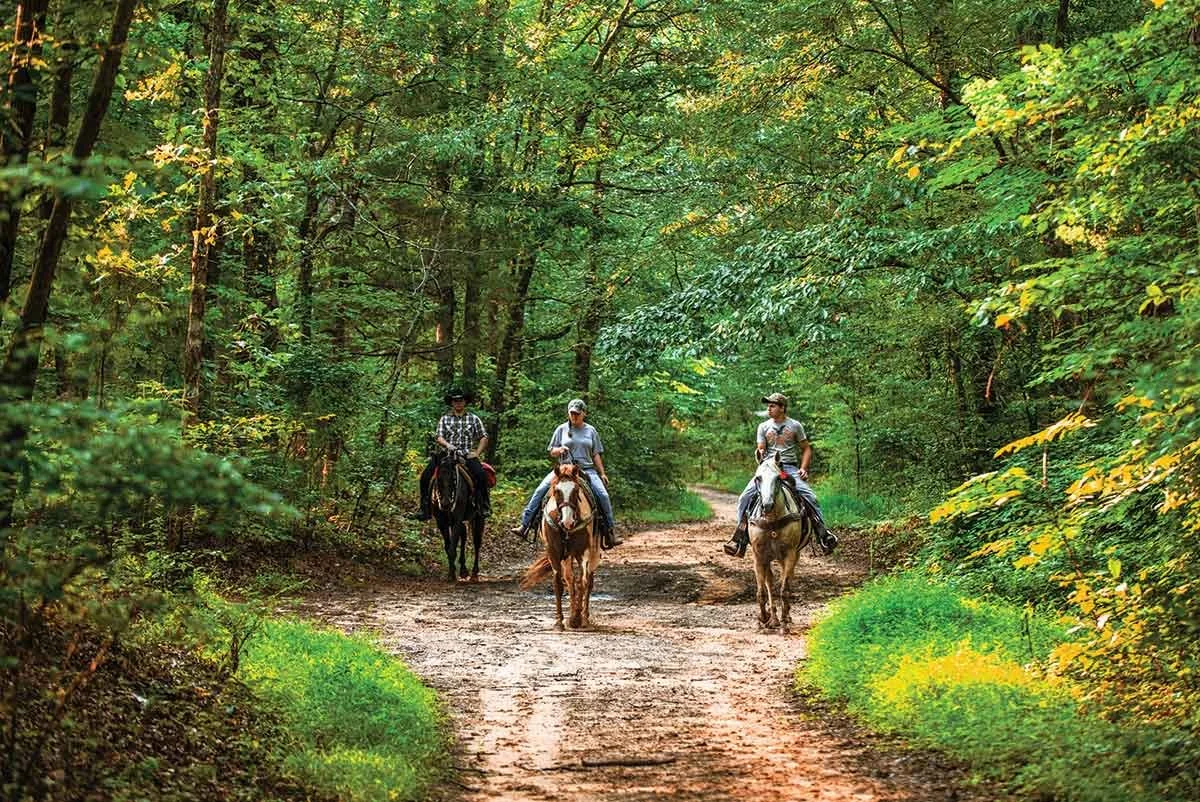 Three people riding horses along a dirt path through a lush green forest.