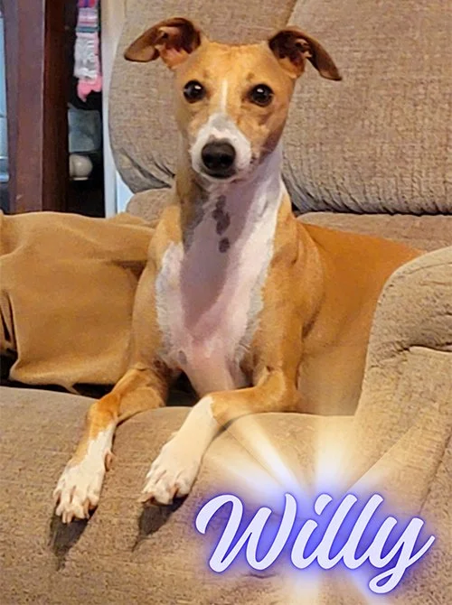 Willy Website Pic.jpg