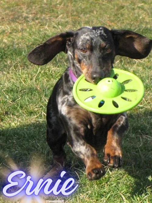 Ernic Website Pic.jpg