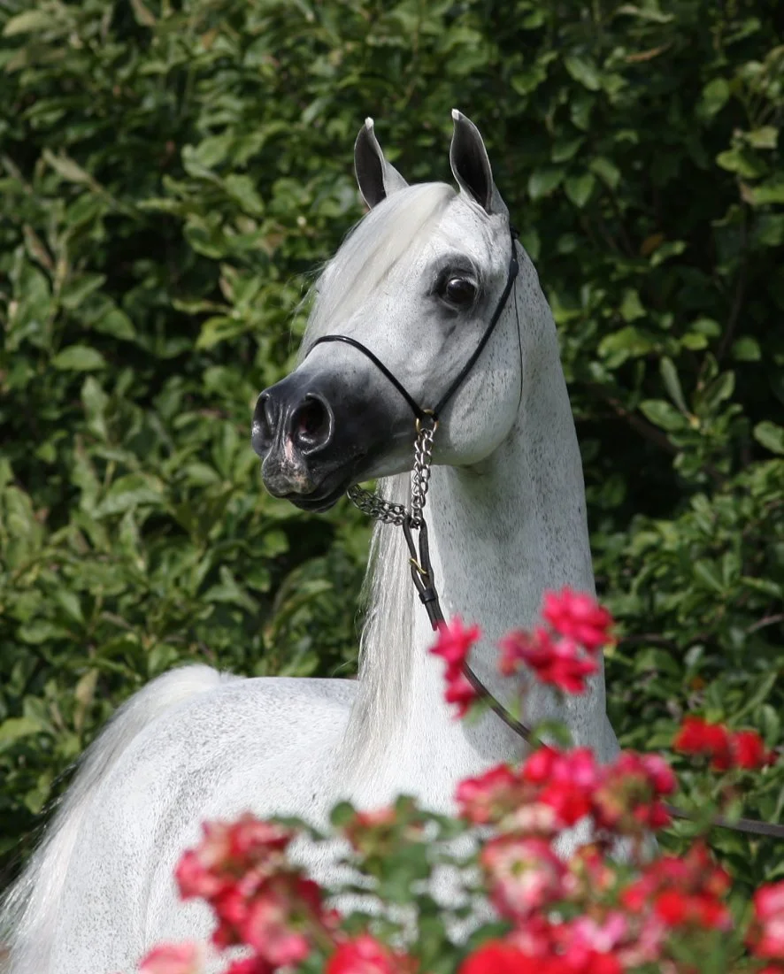 A gray horse with a white mane and dark facial markings standing among green foliage and pink flowers.