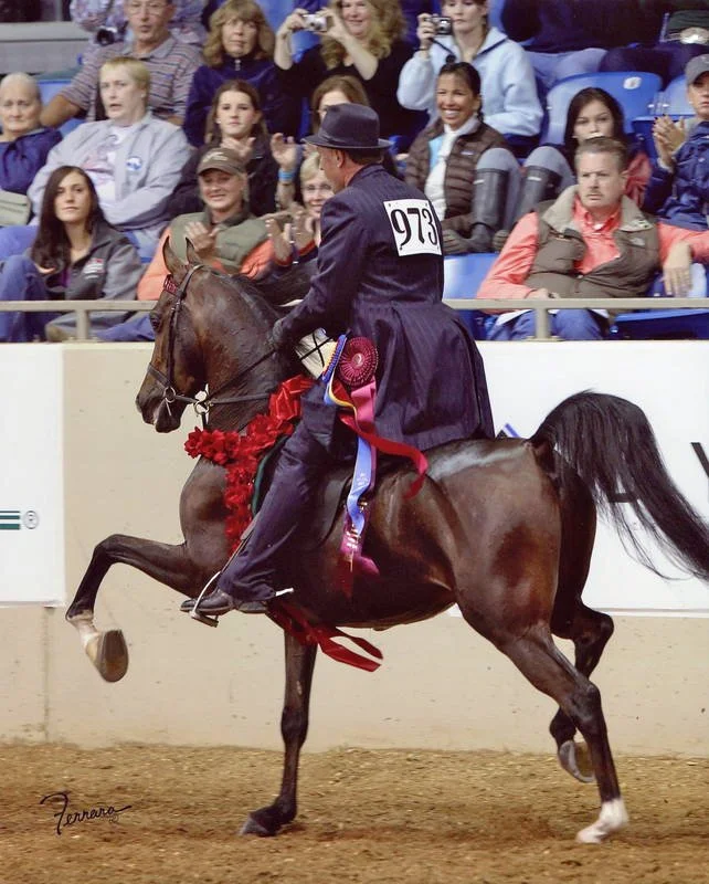 A rider on a horse wearing a competitor number 973 at an equestrian event. The horse is decorated with red ribbons and flowers, and the rider is dressed in formal riding attire. An audience watches from the stands, some taking pictures.