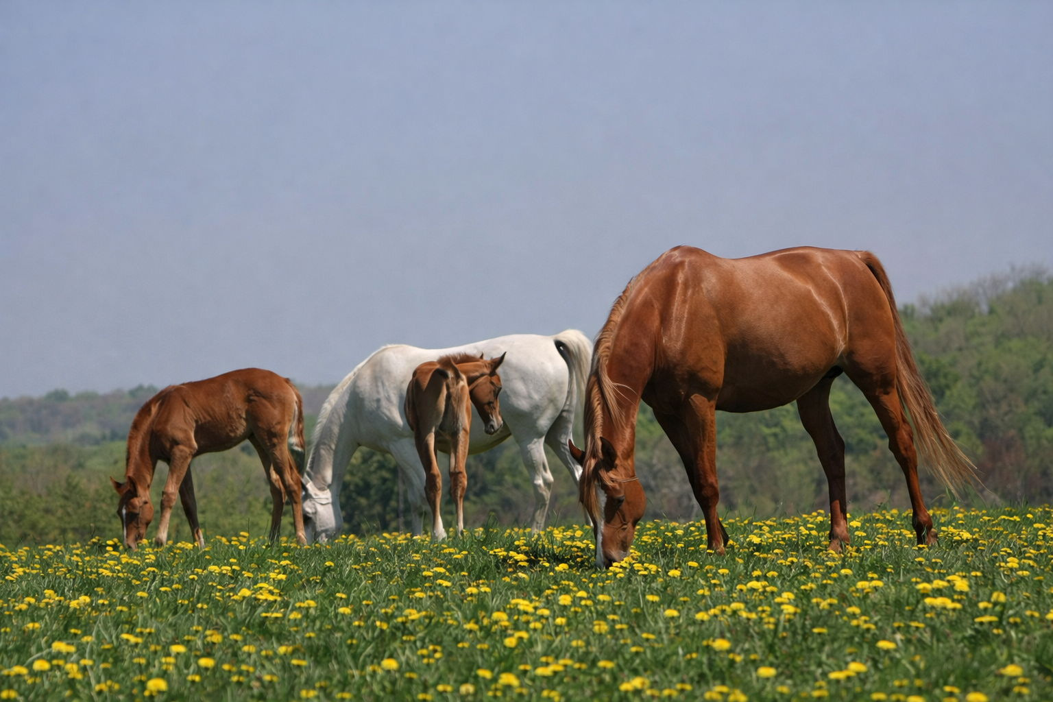 Mares grazing in the pasture