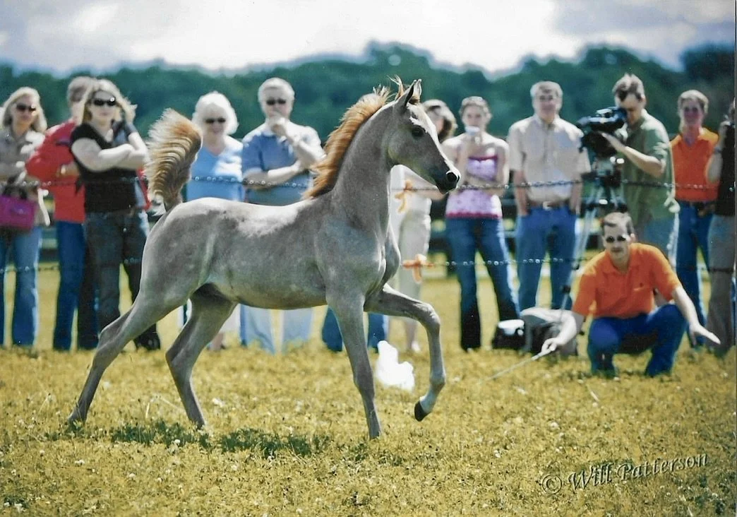 A gray horse with a mane running on a grassy field, surrounded by a crowd of people watching at an outdoor event.