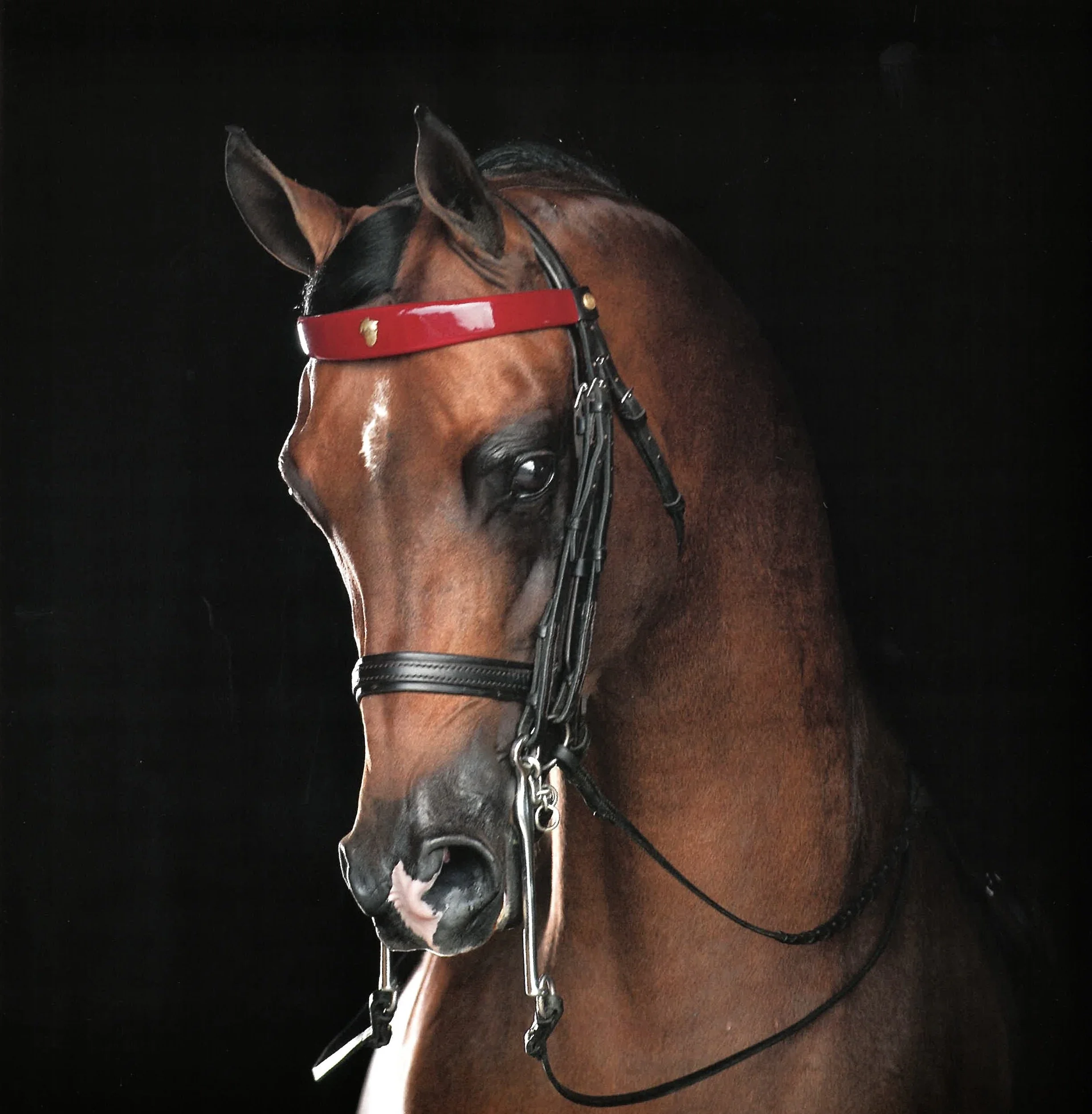 A close-up of a brown horse with a black mane, wearing a red bridle and a black leather strap around its head, against a dark background.