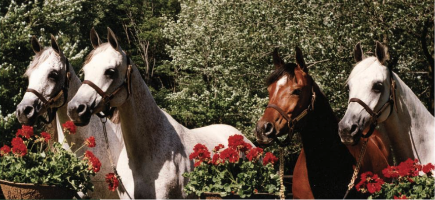 Four horses, two white and two brown, standing among red flowers with green foliage in the background.