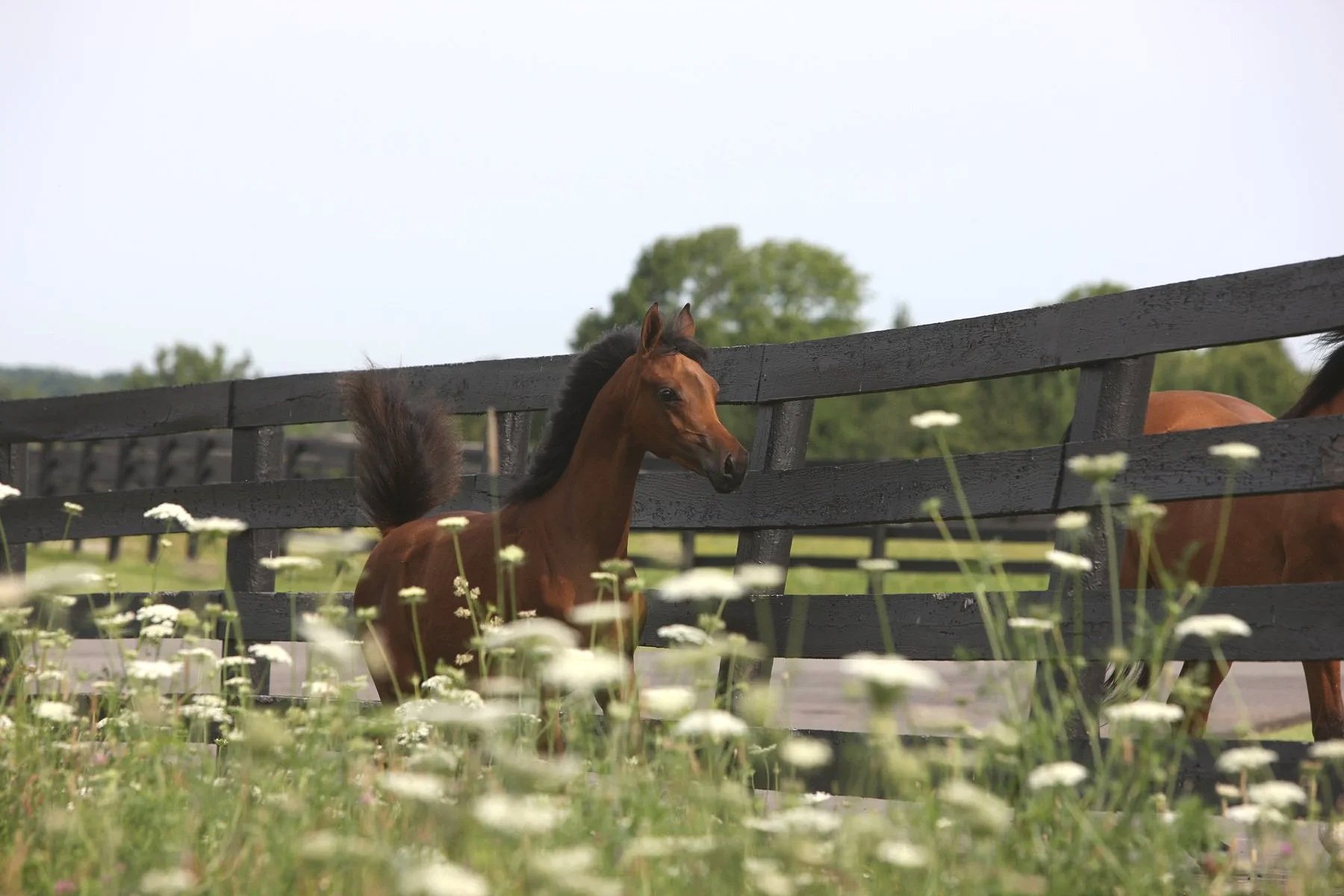 A brown horse with a dark mane and tail standing behind a black wooden fence in a field of wildflowers with trees and a cloudy sky in the background.