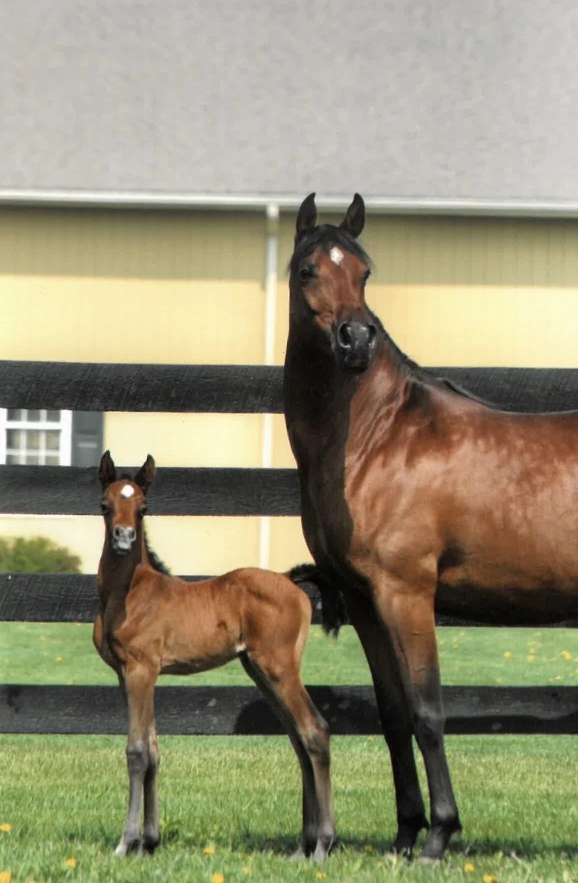 Two foals, one larger and darker, and the other smaller and lighter, standing on grass in front of a black wooden fence and a beige building with a window.