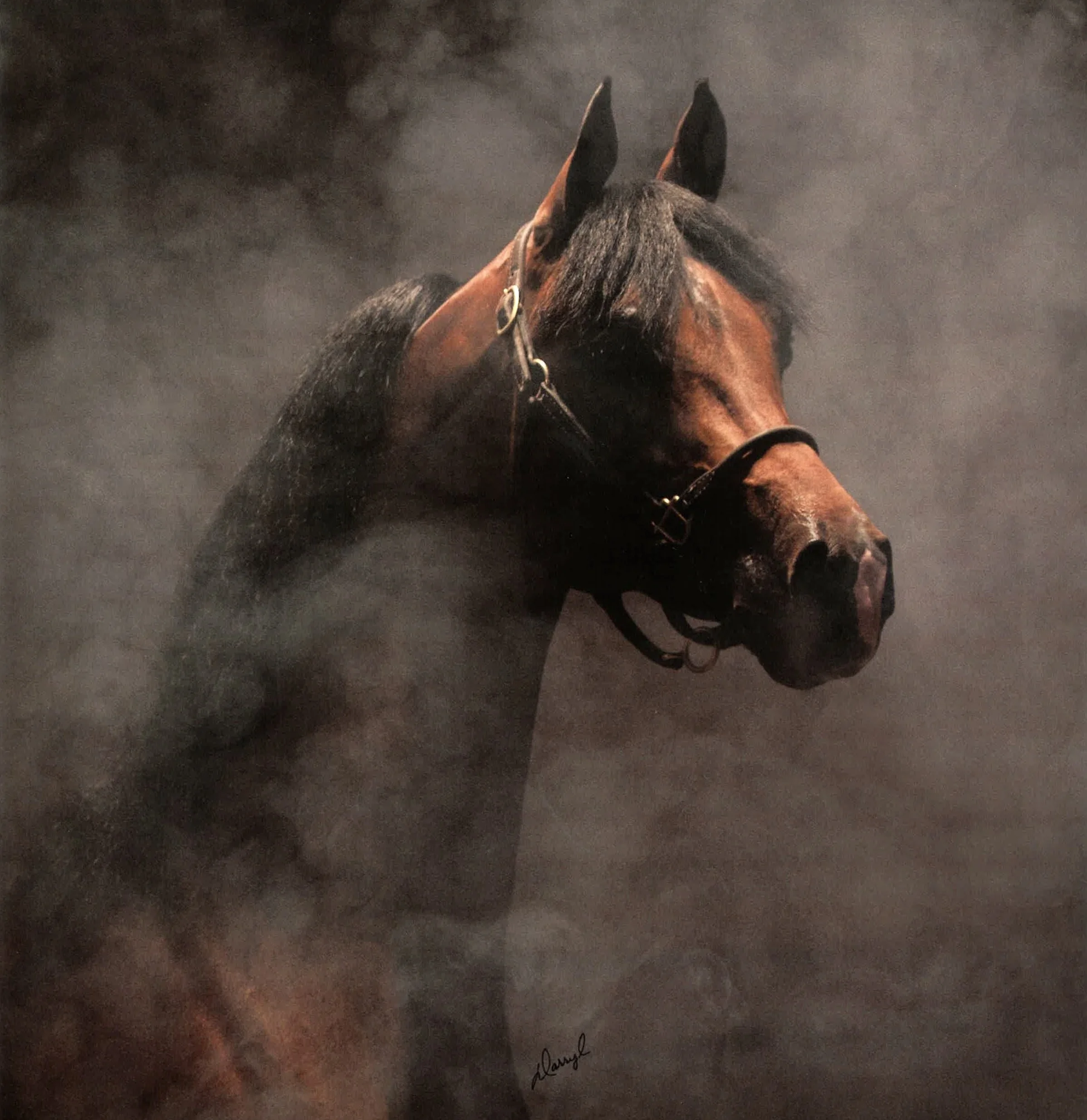 A close-up of a brown and black horse wearing a halter, with a dark, smoky background.