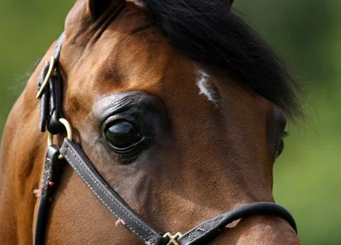 Close-up of a brown horse's head with a black mane and a white star-shaped mark on its forehead, wearing a bridle.