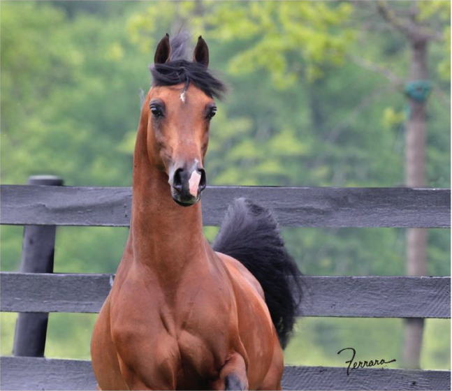 Brown horse with a black mane and tail standing near a wooden fence, outdoors with greenery in the background.