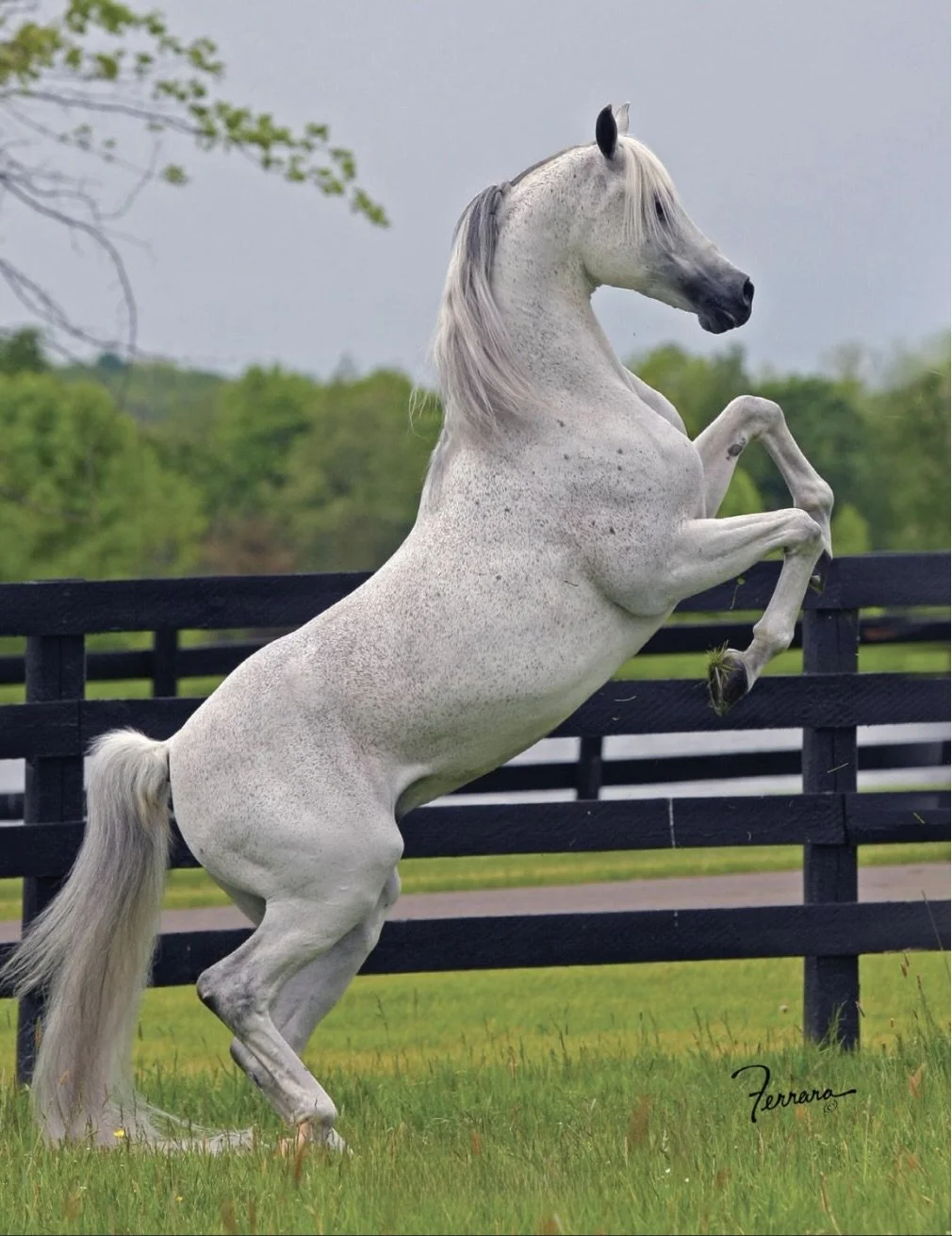 A white horse rearing up on its hind legs in front of a black wooden fence, with a background of green trees and a cloudy sky.