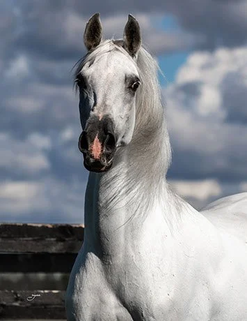 A grey horse standing outdoors on a cloudy day.