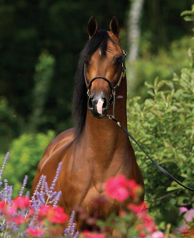 A brown horse with a black mane standing among colorful flowers and green foliage in the background.