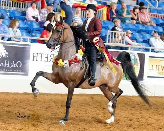 Horse rider in formal attire riding a horse in a competition arena, with spectators seated in the background.