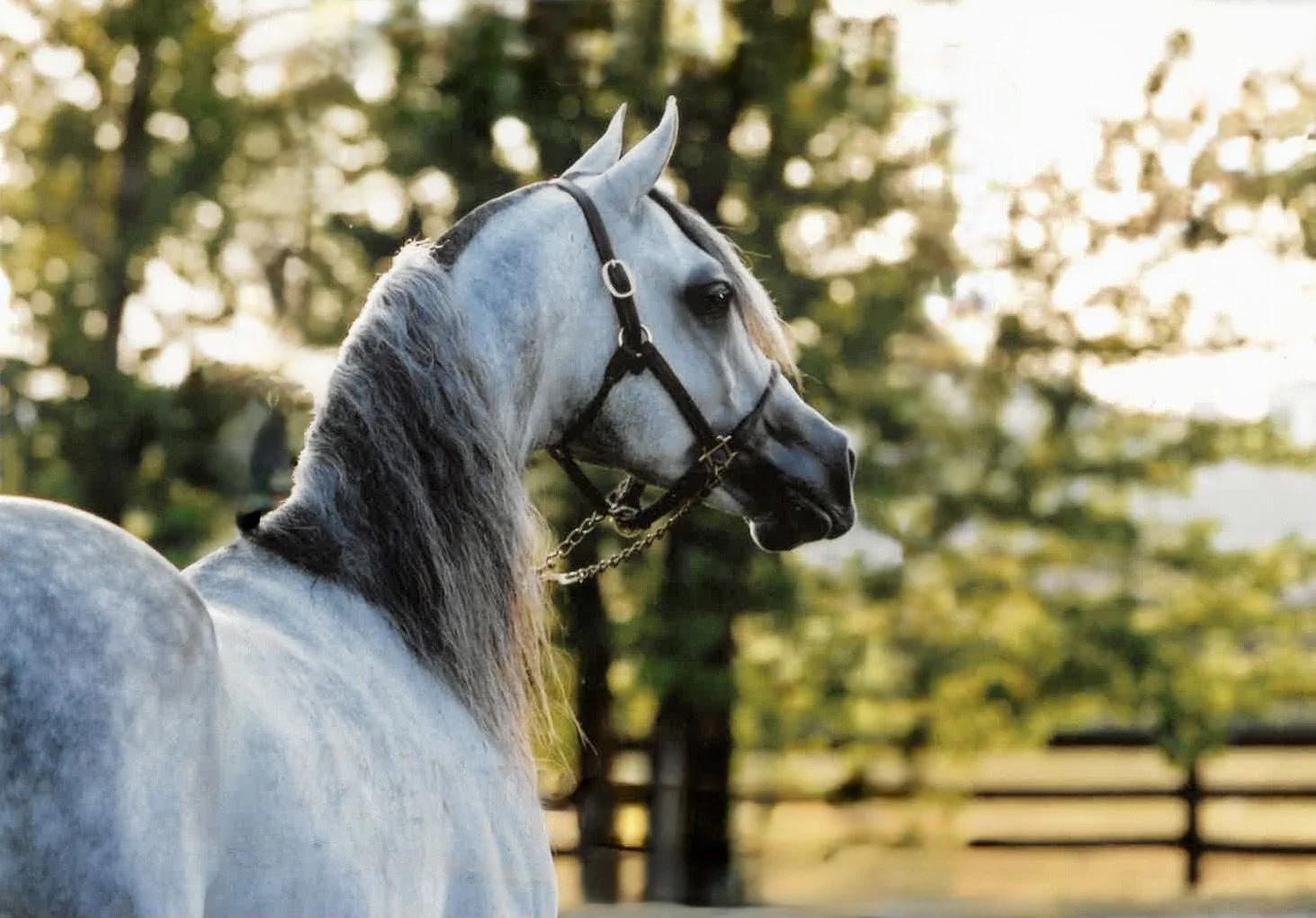 Profile of a gray horse with a black mane, wearing a bridle, in an outdoor setting with trees and a wooden fence in the background, during sunset.