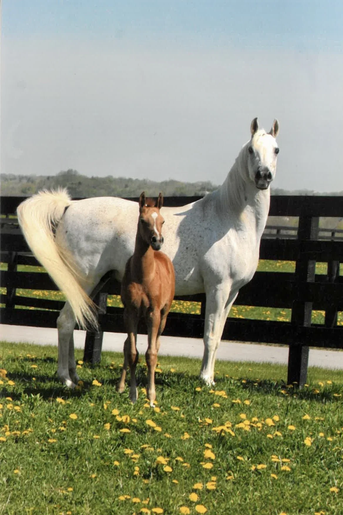 A white horse and a brown foal standing on a green grassy area with yellow flowers, behind a black fence, under a partly cloudy sky.