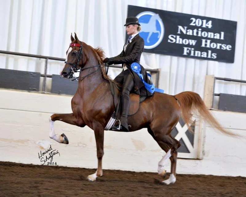 A woman riding a horse at the 2014 National Show Horse Finals indoors, with a blue ribbon on her saddle and a sign in the background.