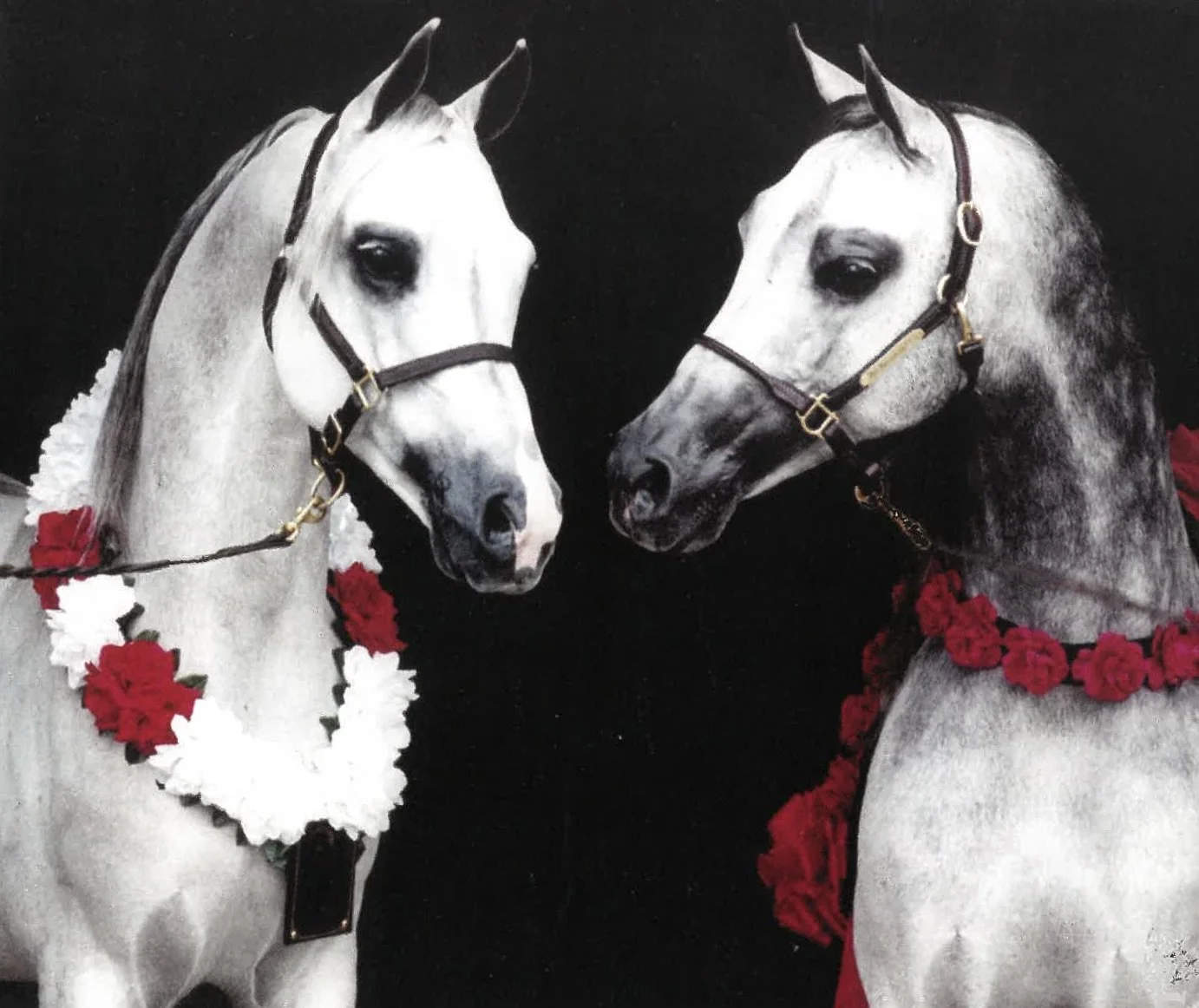 Two white horses with dark manes and dark eyes, decorated with red and white floral garlands, are facing each other and touching noses.