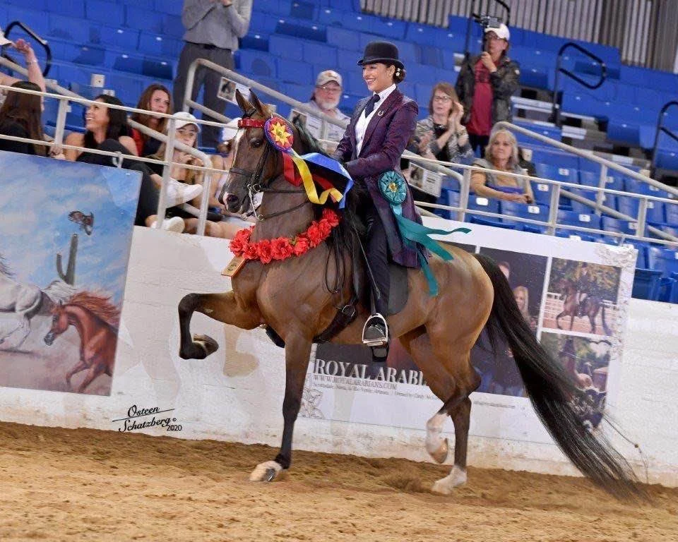 A woman dressed in a riding outfit, wearing a black hat, riding a horse decorated with a red garland, ribbons, and a blue rosette, in an indoor arena during a horse show with spectators in the background.