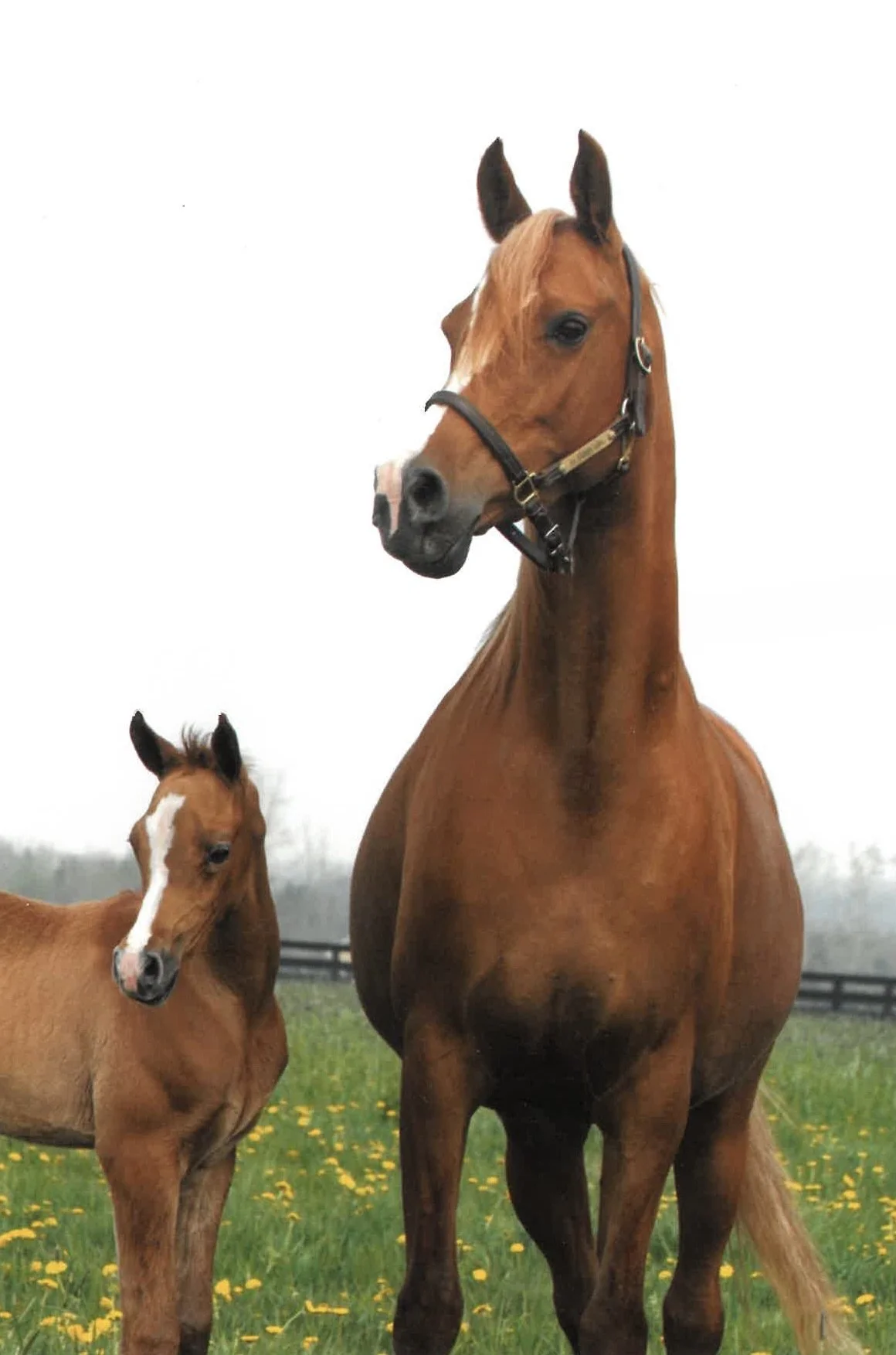 A large brown horse and a smaller brown foal with a white stripe on its face standing in a grassy field with yellow flowers, under an overcast sky.