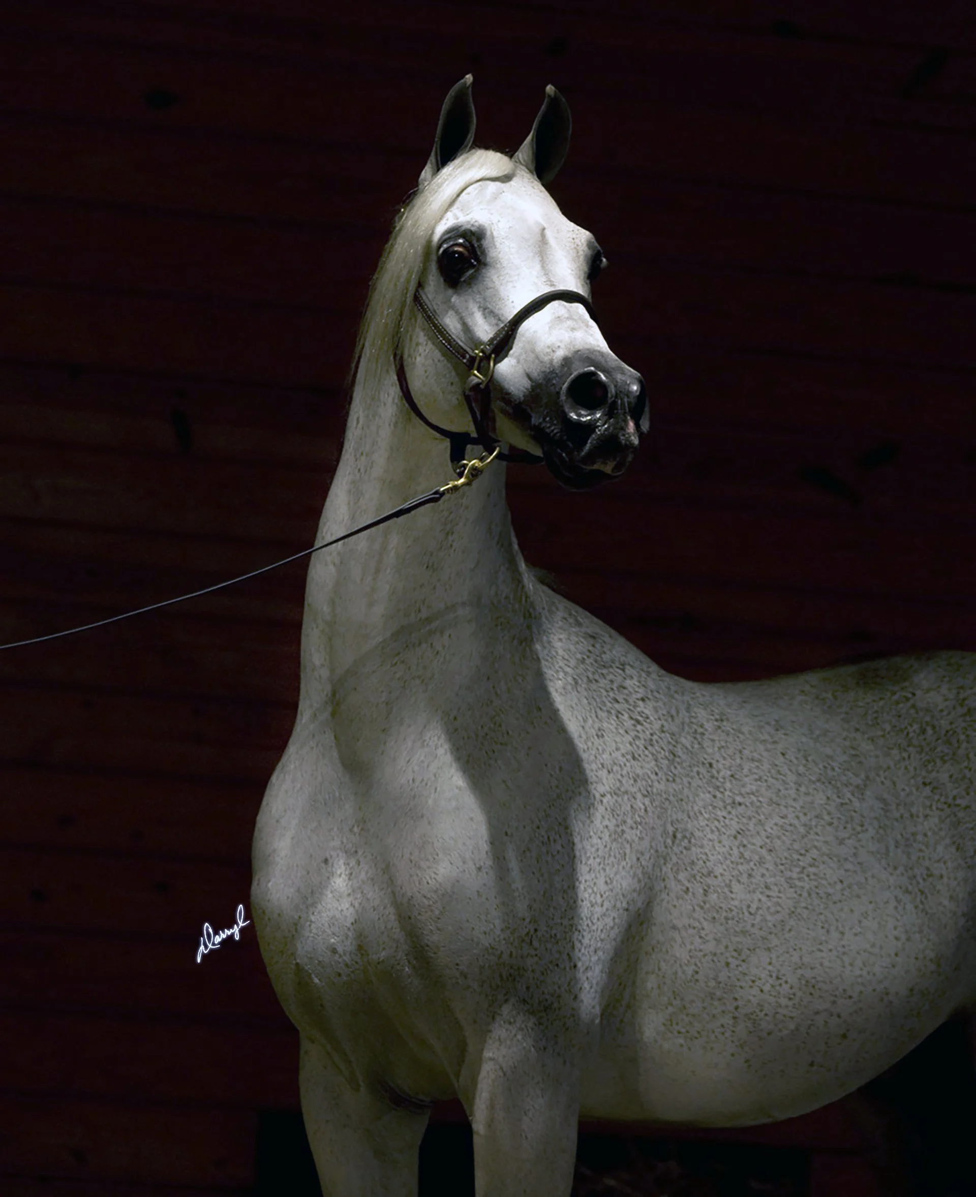 A white horse with a flowing mane against a dark wooden background.