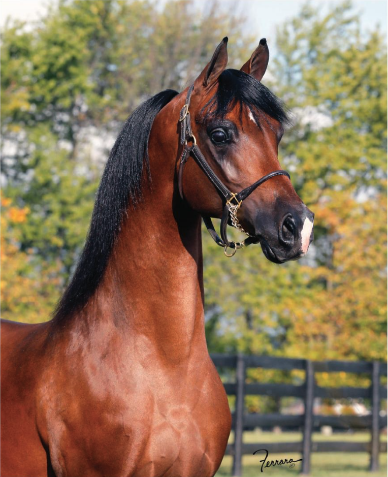 A close-up of a bay horse with a black mane, wearing a halter, outdoors with a background of trees and a fence.