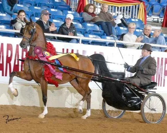 Princess of Baske and Brian Murch - Arabian U.S. National Champion victory pass