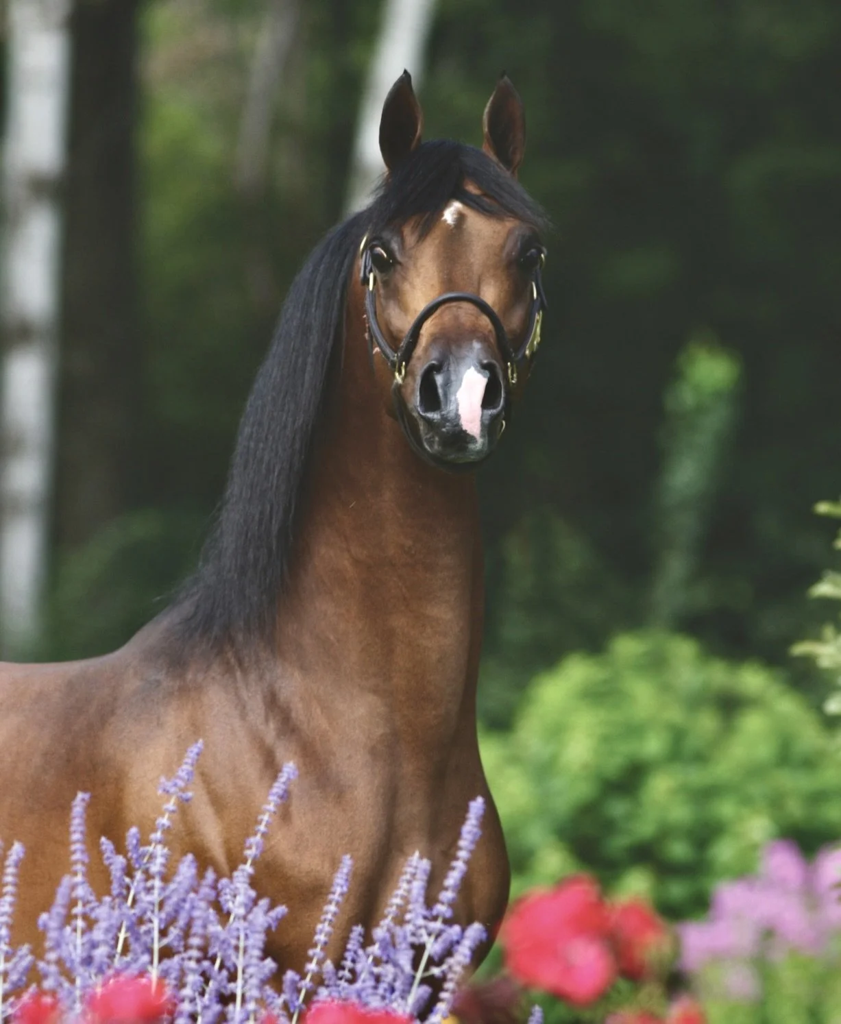 Baske Afire flowers