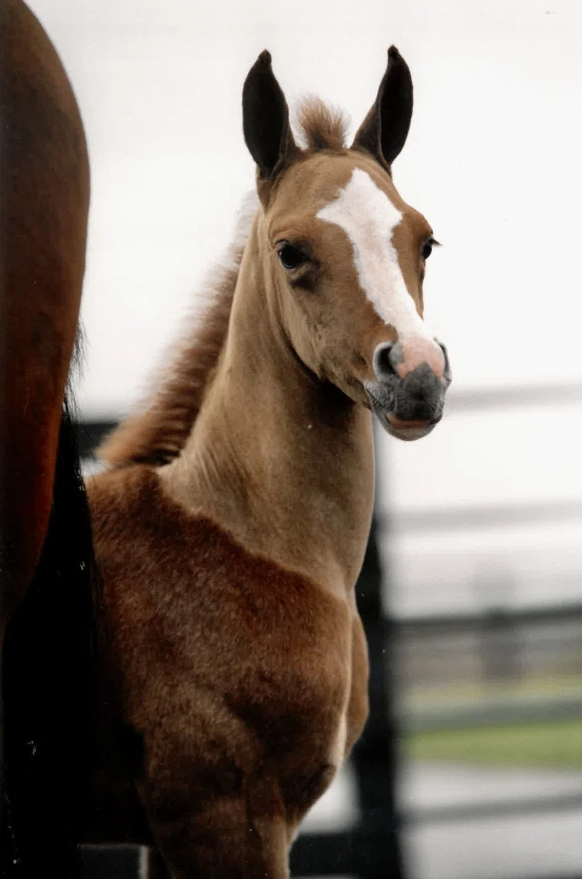 A young foal with light brown coat and white face markings stands next to a larger horse with a similar brown coat. The foal's ears are upright, and it has a pink nose with black markings.