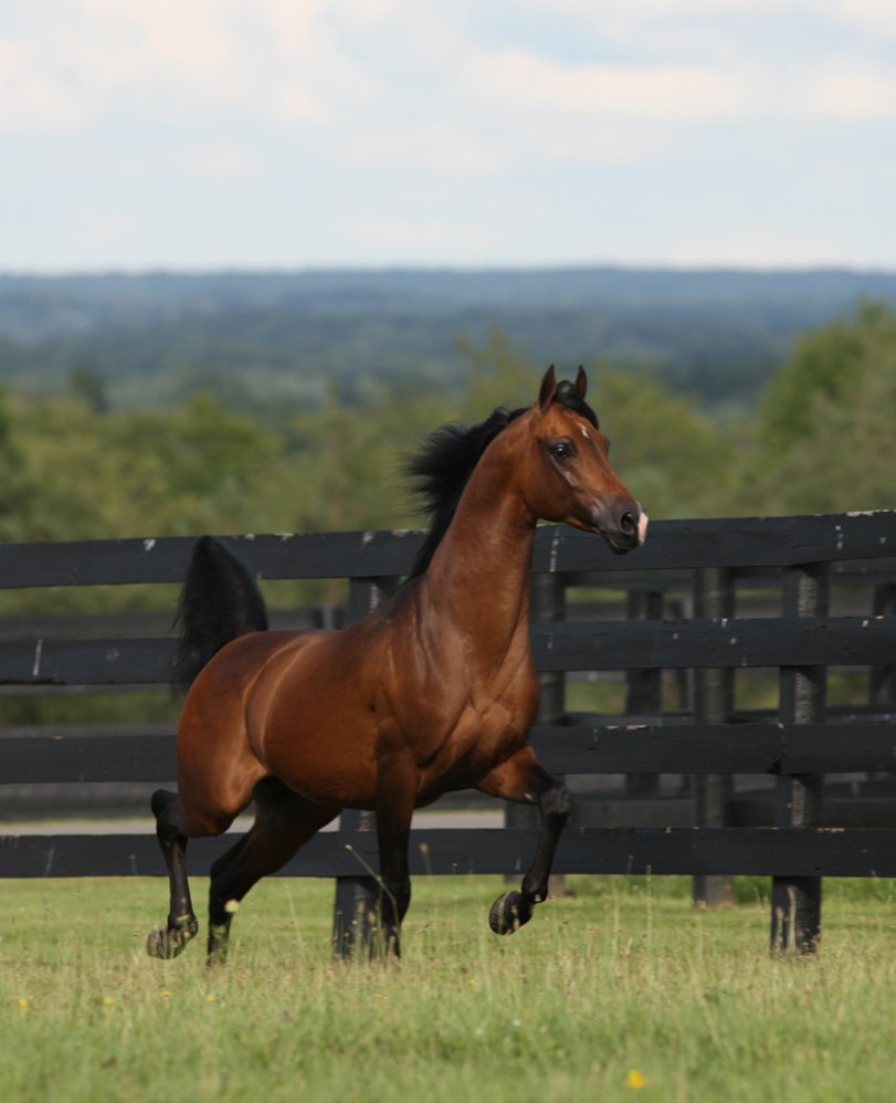 A brown horse with a black mane running in a grassy field near a black fence, with a distant landscape and cloudy sky in the background.