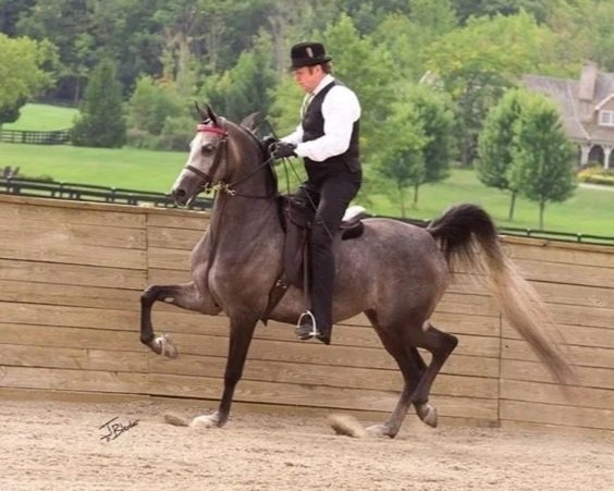Brian Murch with Enchanting Memories (Arabian broodmare)