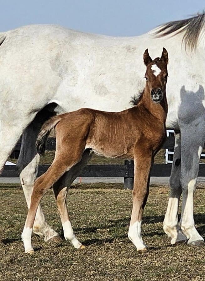 A young foal standing near an adult horse in an outdoor paddock, both with brown and white coats, under a clear sky.