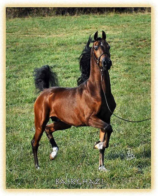 A brown Arabian horse with a black mane and tail standing on green grass in a field.