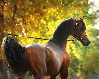 A brown horse with a dark mane and tail standing outdoors in a fall setting, with yellow and orange leaves in the background.