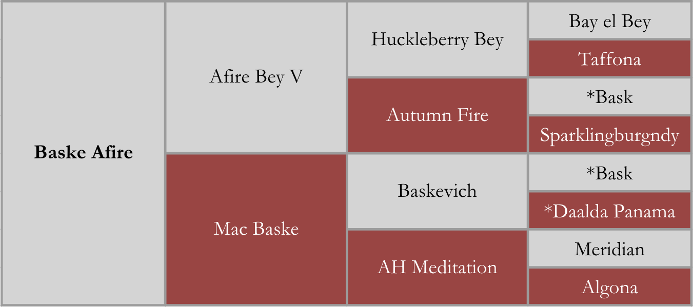Baske Afire pedigree