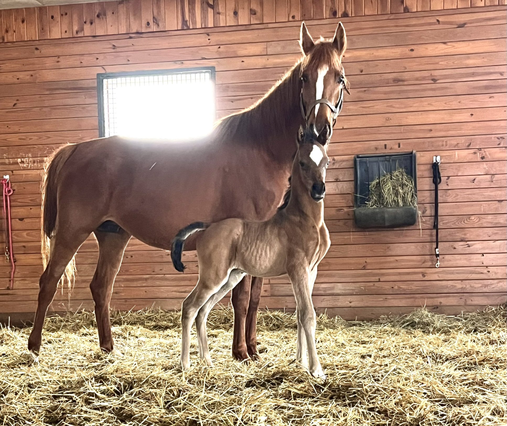 A brown horse with a white blaze on its face and a foal with a light brown coat and white legs inside a wooden stable. The stable has a window with bright sunlight coming through, hay on the floor, and a hay feeder on the wall.