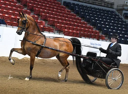 Rejoice Rejoice and Brian Murch showing in driving at the Buckeye