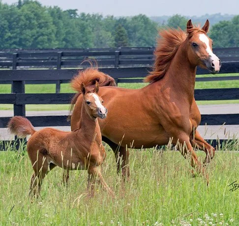 Miz Baske and her foal in the pasture