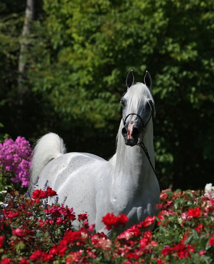 A Temptation standing in the flowers