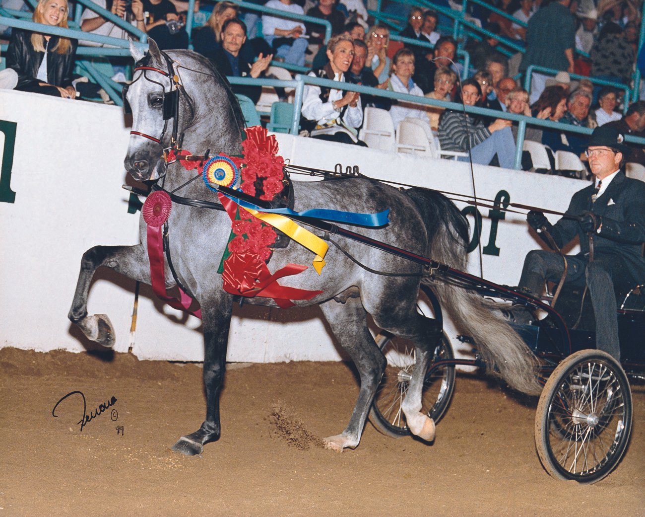 A gray horse with a saddle and harness adorned with red and blue ribbons, pulling a chariot driven by a man in a black suit and hat at an indoor horse track event. Spectators cheer and clap in the background.