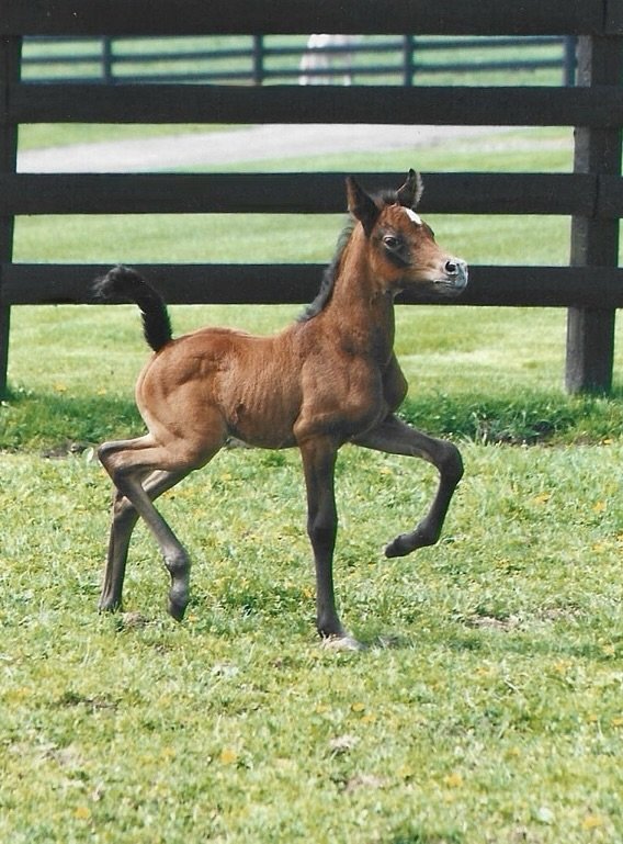 A young foal standing on green grass in a fenced area, with a black wooden fence and a grassy field in the background.