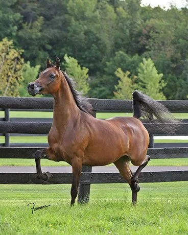 Remember Romance trotting through the pasture on a beautiful day at the farm