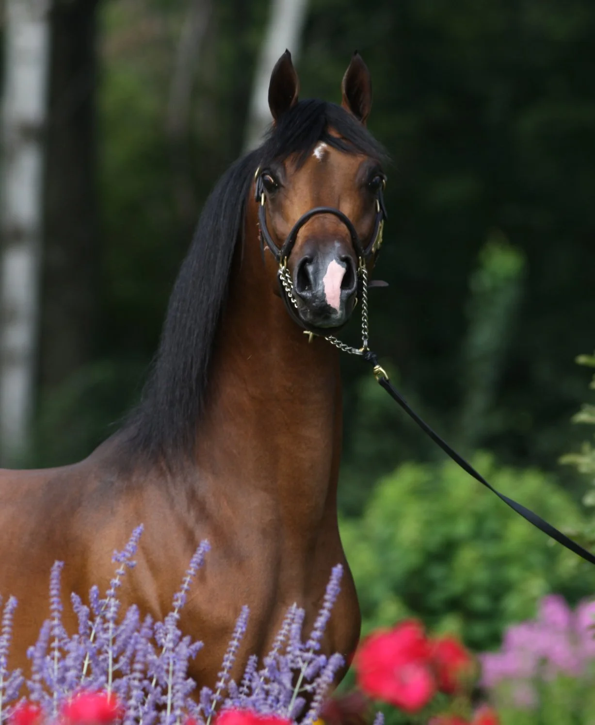 A brown horse with a black mane and a white mark on its forehead, standing outdoors among purple lavender and red flowers, with a dark green background.
