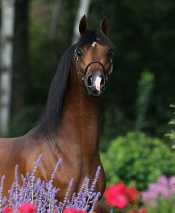 Baske Afire standing in the flowers