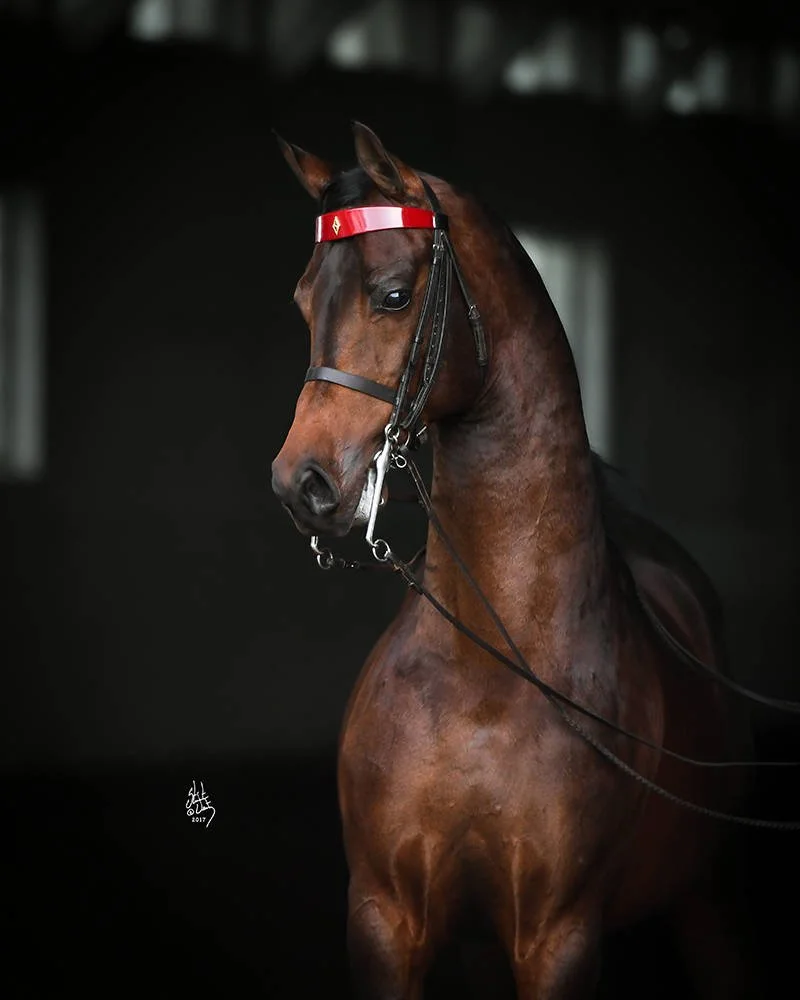 A brown racehorse with a black mane wearing a red and white headband and black bridle, standing against a dark background.
