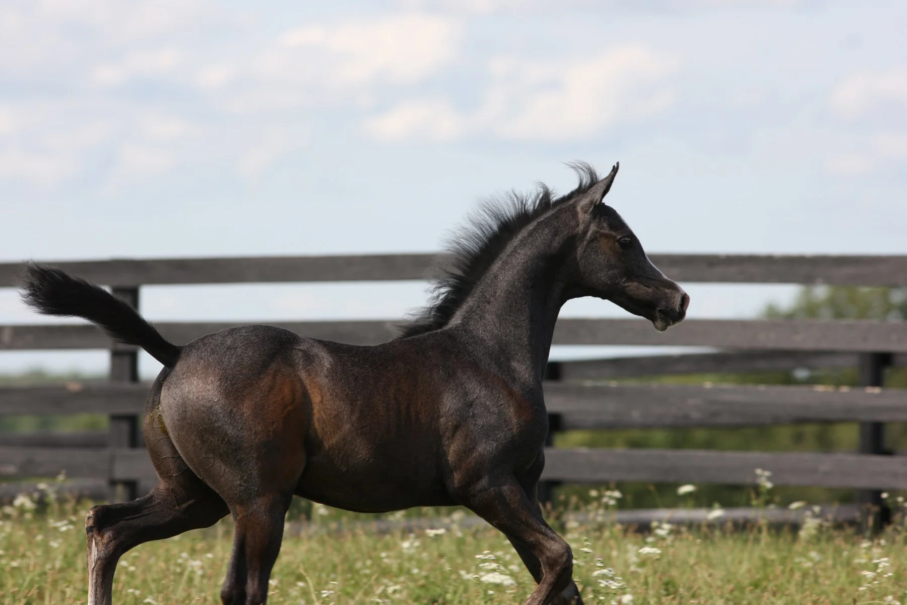 Young dark gray or black foal running on grass in a fenced area under a partly cloudy sky.