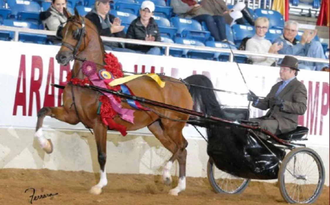 A person riding a horse in a harness race, with a man driving a sulky carriage behind the horse. Spectators are sitting in the stands, watching the event.