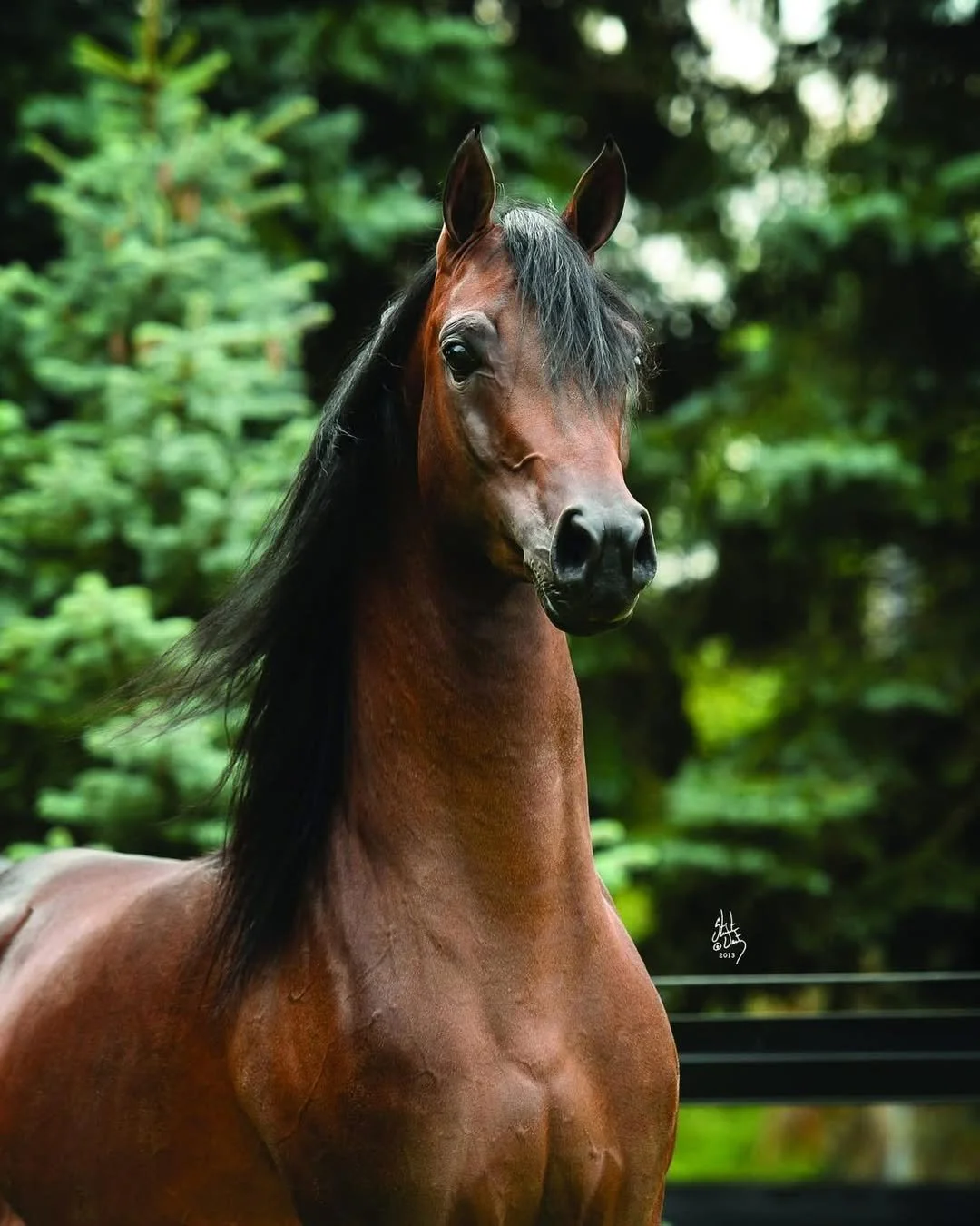 A bay horse with a black mane standing outdoors with a background of green trees.